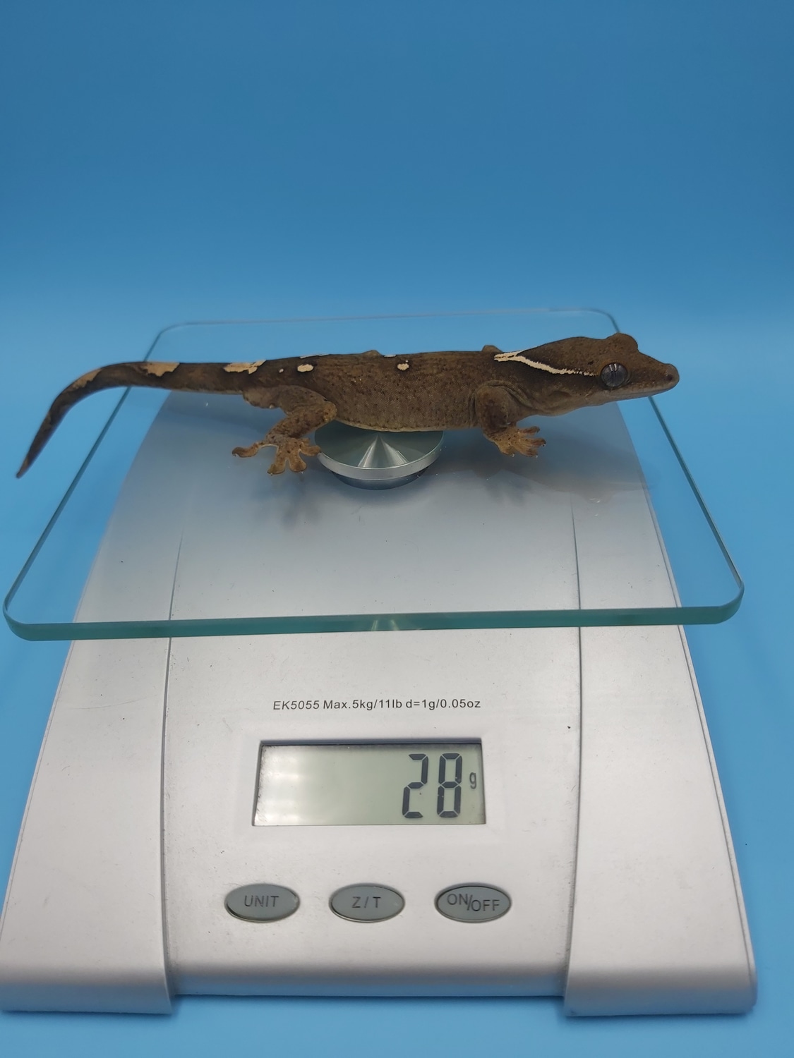 Sarasinorum Gecko (Correlophus Sarasinorum) More Gecko by Forever