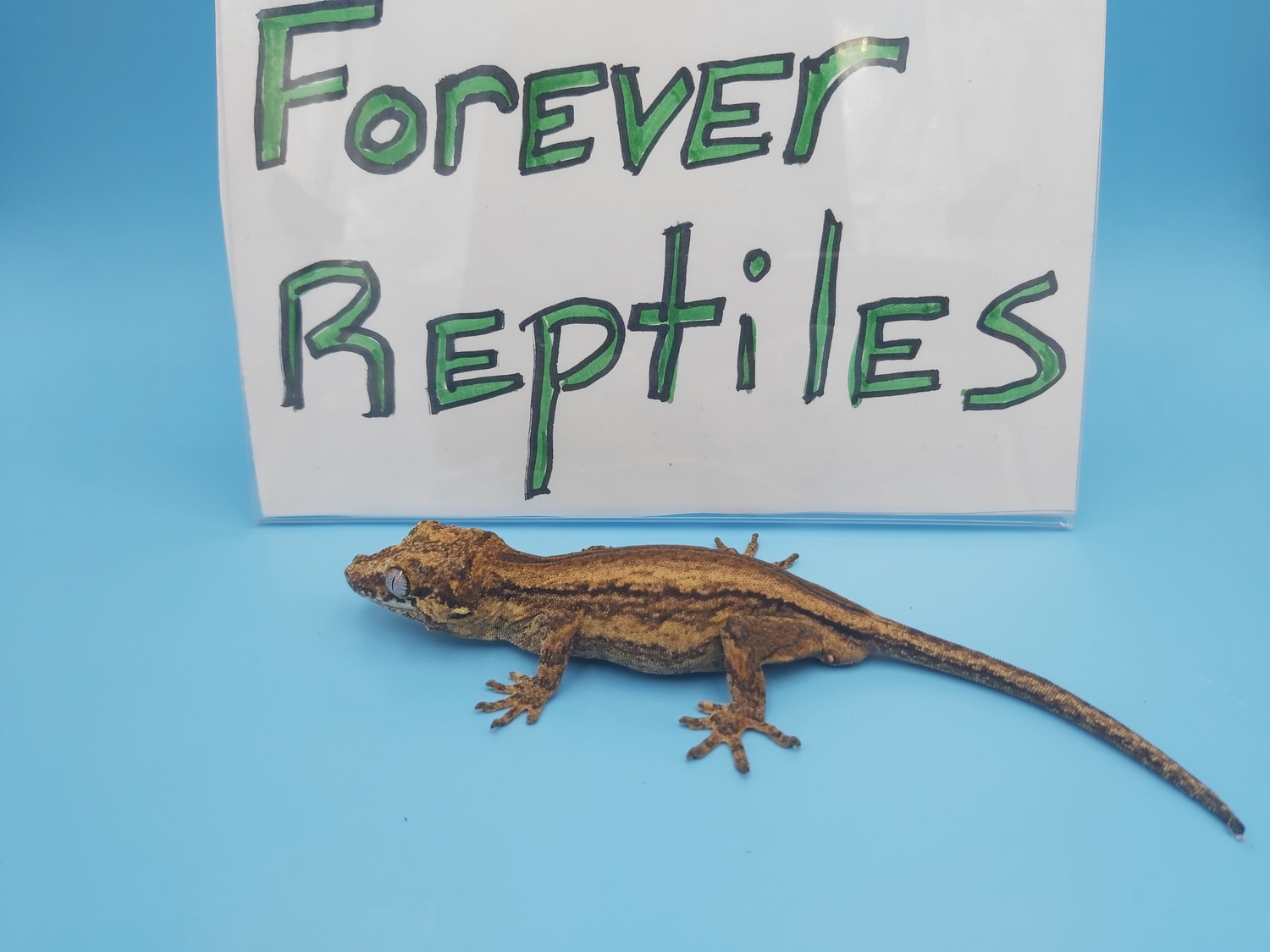 Gargoyle Gecko Stripe by Forever Reptiles LLC MorphMarket