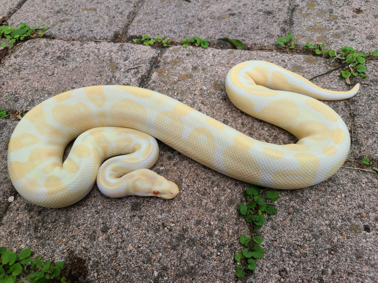 Albino 100% Het Piebald Ball Python by Forgotten Coast Reptiles ...