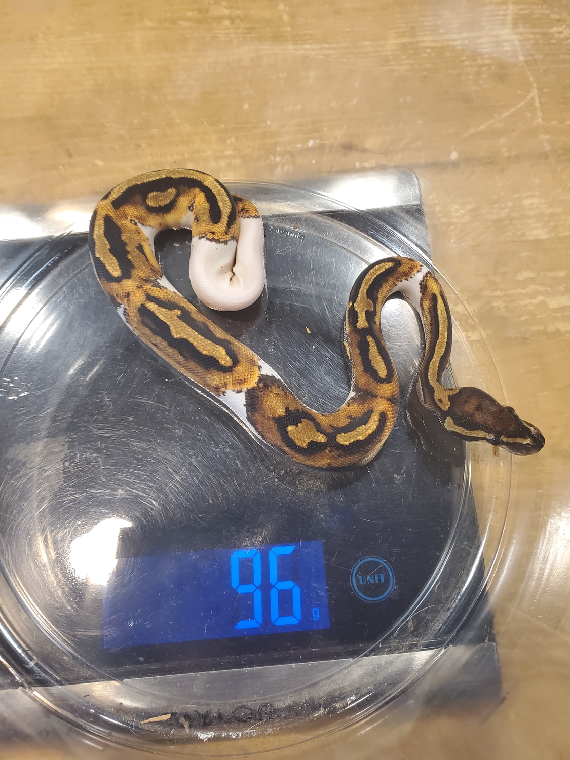 Female Pied Ball Python by ForTheBalls MorphMarket