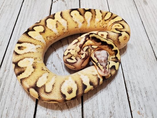Orange Dream Pastel Fire/Vanilla Calico YB Ball Python by Balls N Claws