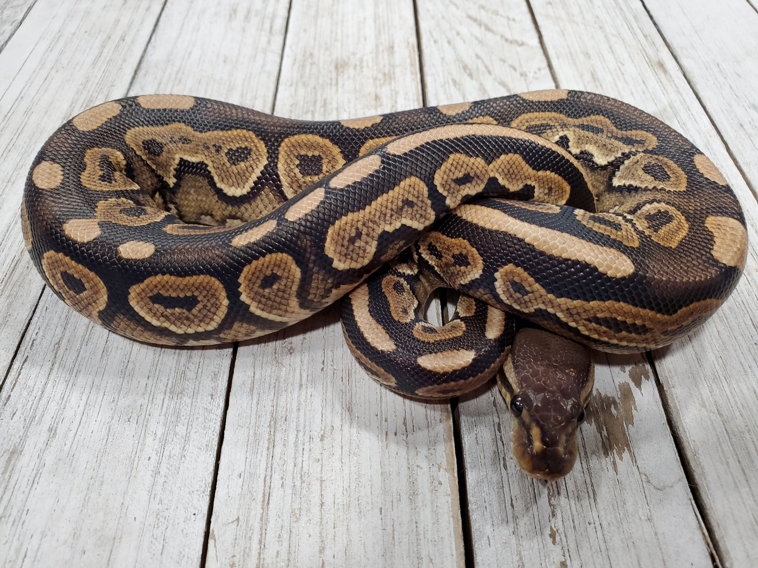Cinnamon Lace Ph Hypo Ball Python by Balls N Claws - MorphMarket