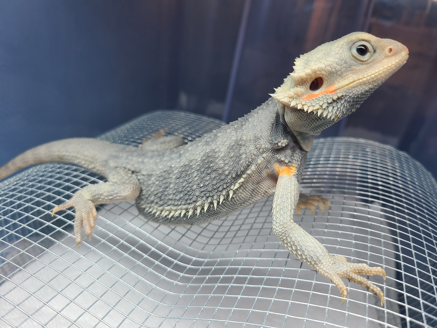 Hypo Translucent Purple Paradox Central Bearded Dragon by Foxen's ...