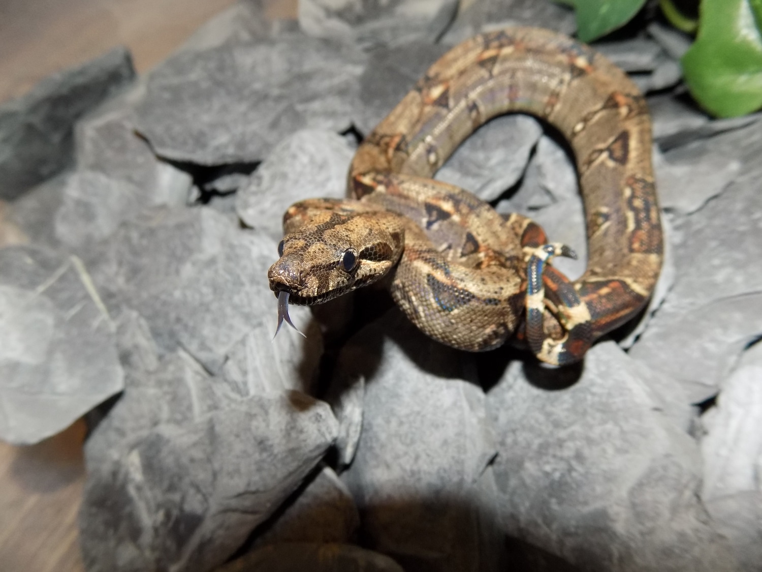Het Leopard Boa Constrictor by FrankenBoas MorphMarket