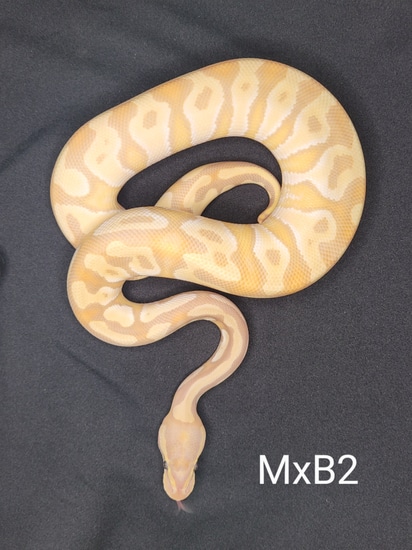 Banana Pastel Mochi Ball Python by RADD Reptiles