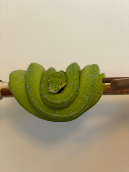 Manokwari Green Tree Python by FM Reptiles