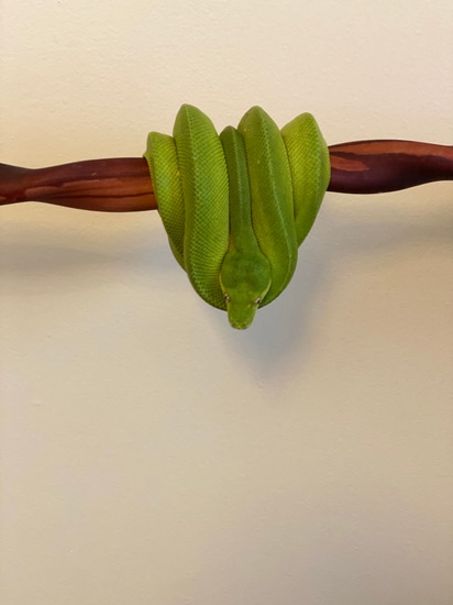 Manokwari X Merauke Green Tree Python by FM Reptiles