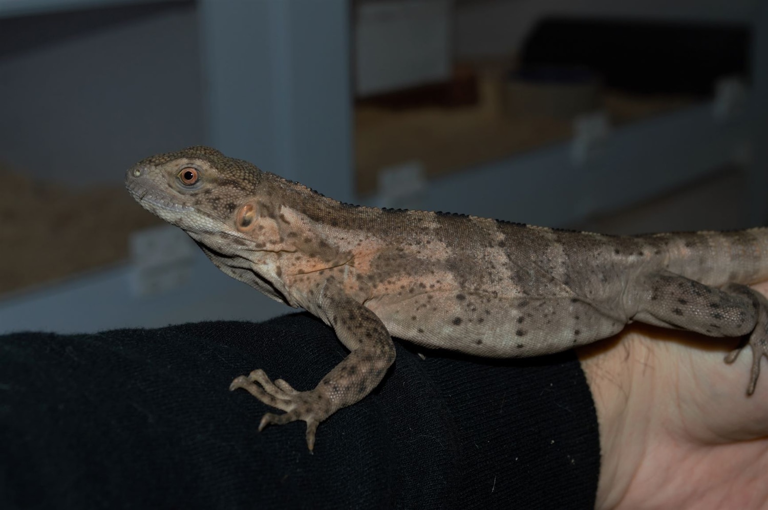 Pied Ctenosaura Pectinata Other Iguana by Living Art by Frank Payne