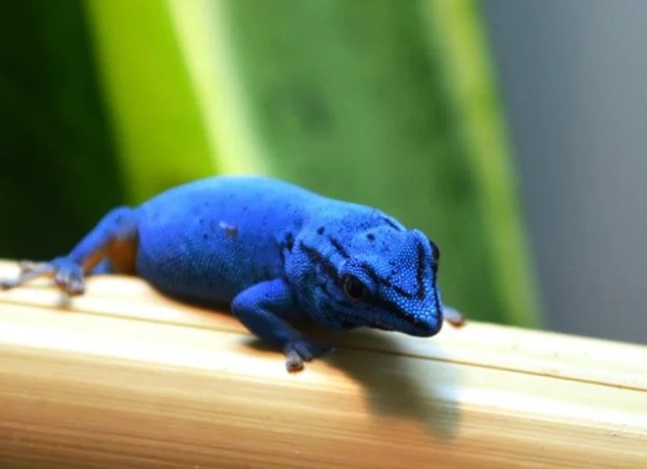 Pair Electric Blue Geckos Day Gecko by Living Art by Frank Payne