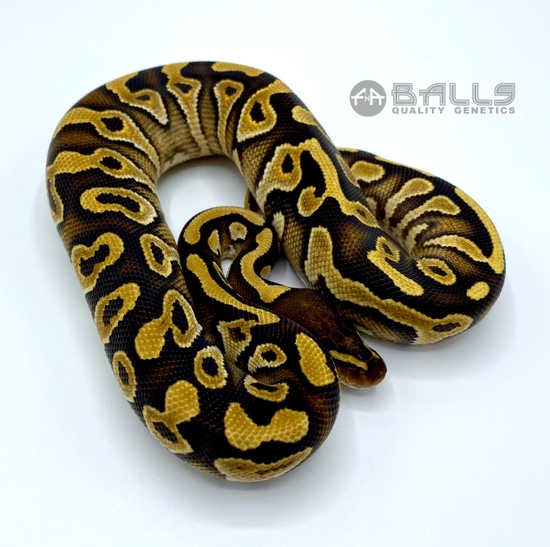 Moab Ball Python Mojave Asphalt (Guaranteed) Ball Python by F n’ A Balls