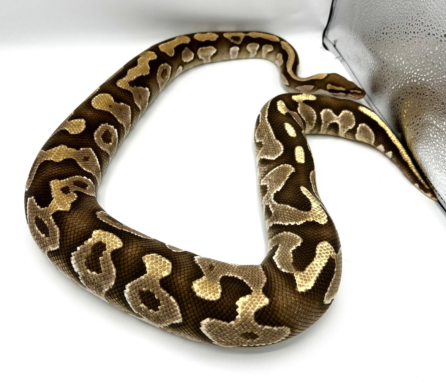 Fire Mojave Yellowbelly (Proven Breeder) Ball Python by F nā A Balls ...