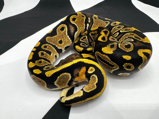 DH Hypo Pied Ball Python by F n’ A Balls