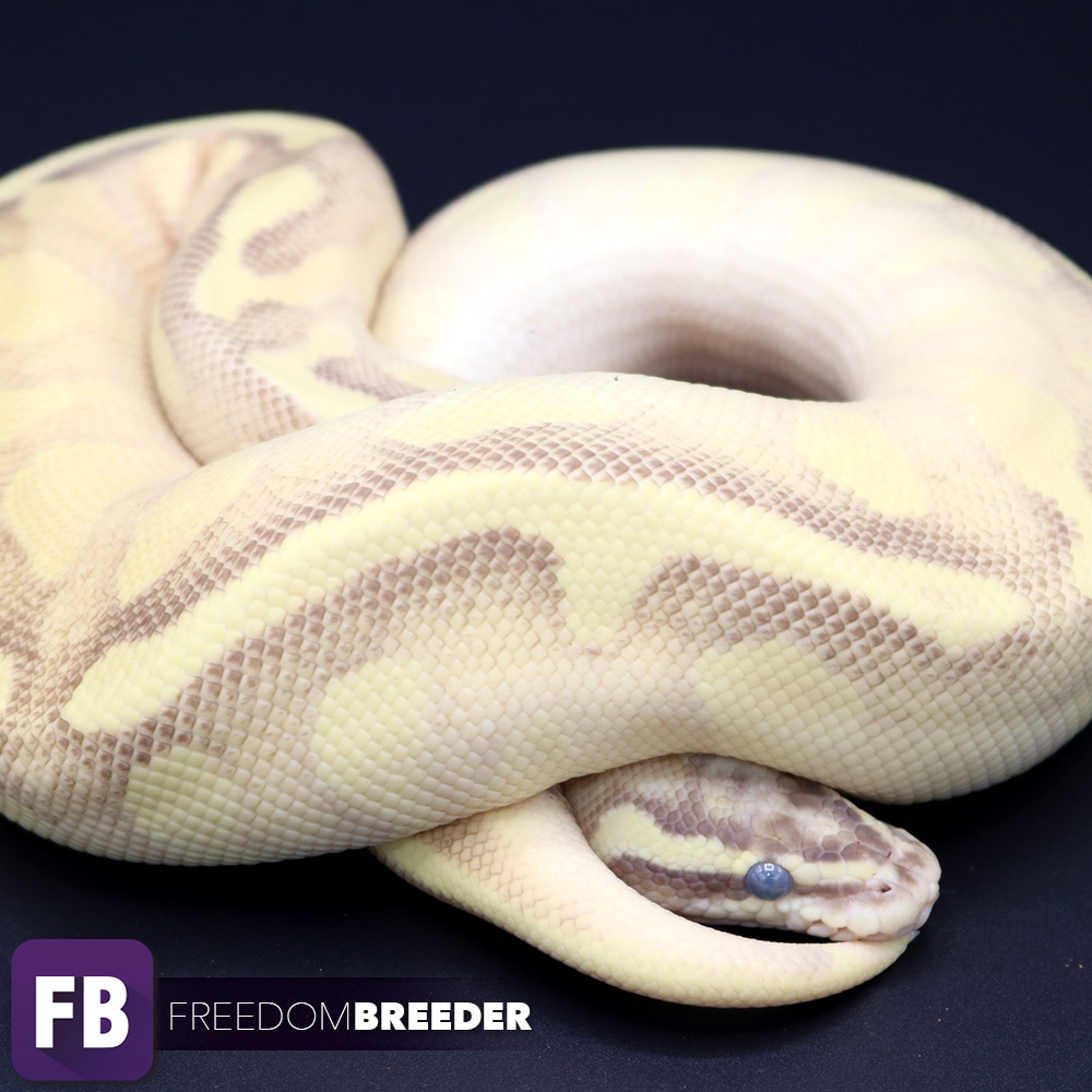 Pastel Lesser Enchi Fire Malum Ball Python by Freedom Breeder - MorphMarket