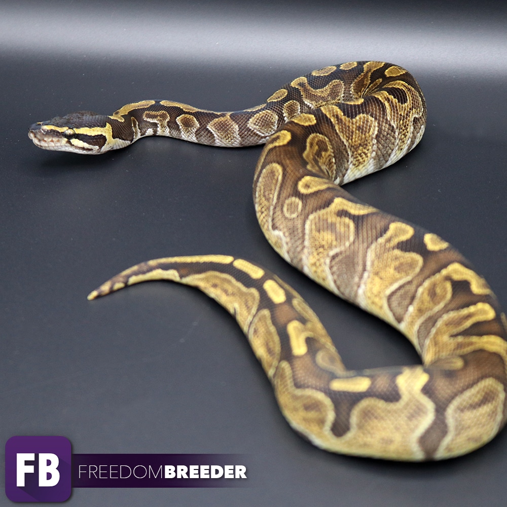 GHI Enchi 100 Het Pied Ball Python by Freedom Breeder MorphMarket