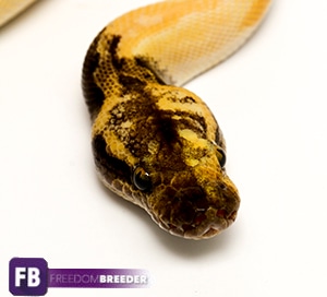 Starburst Ball Python by Freedom Breeder - MorphMarket