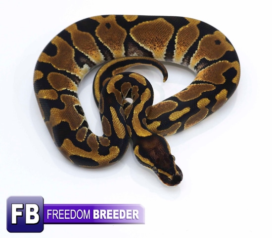 Enchi Raven Ball Python by Freedom Breeder
