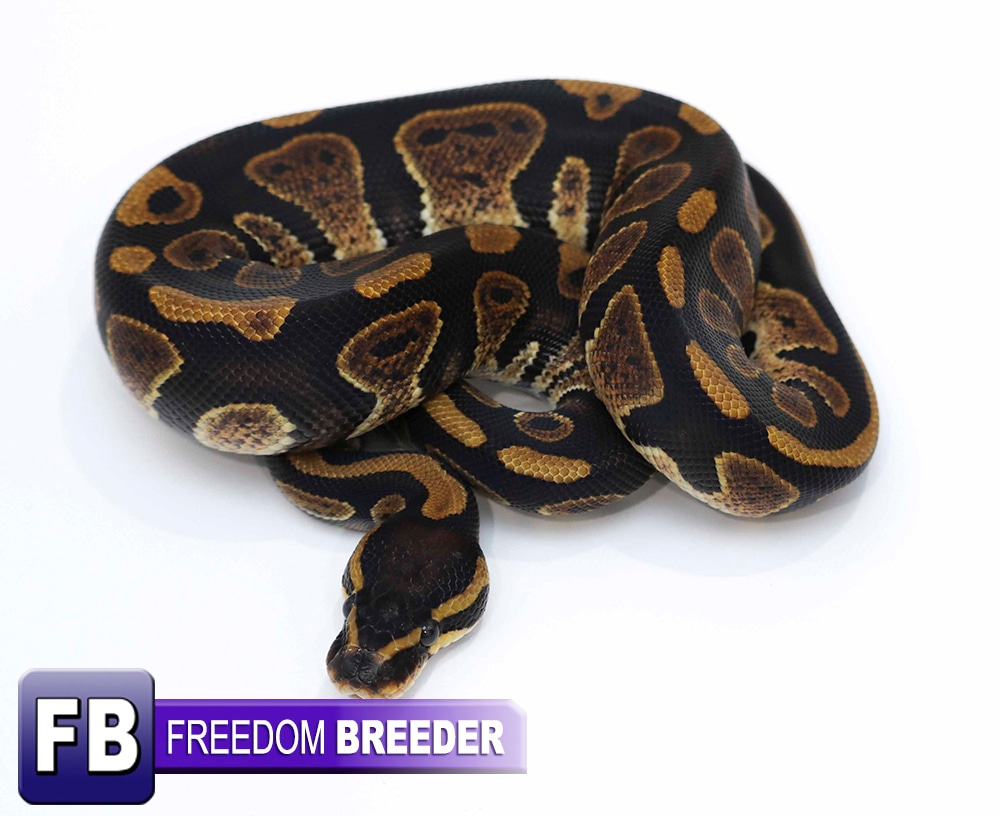 Raven Yellowbelly Ball Python by Freedom Breeder - MorphMarket