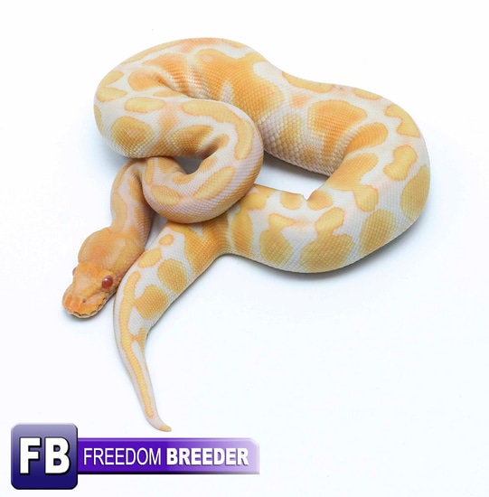 Raven Albino Ball Python by Freedom Breeder