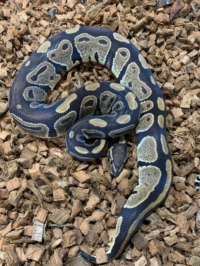 Raven Ball Python by Freedom Breeder