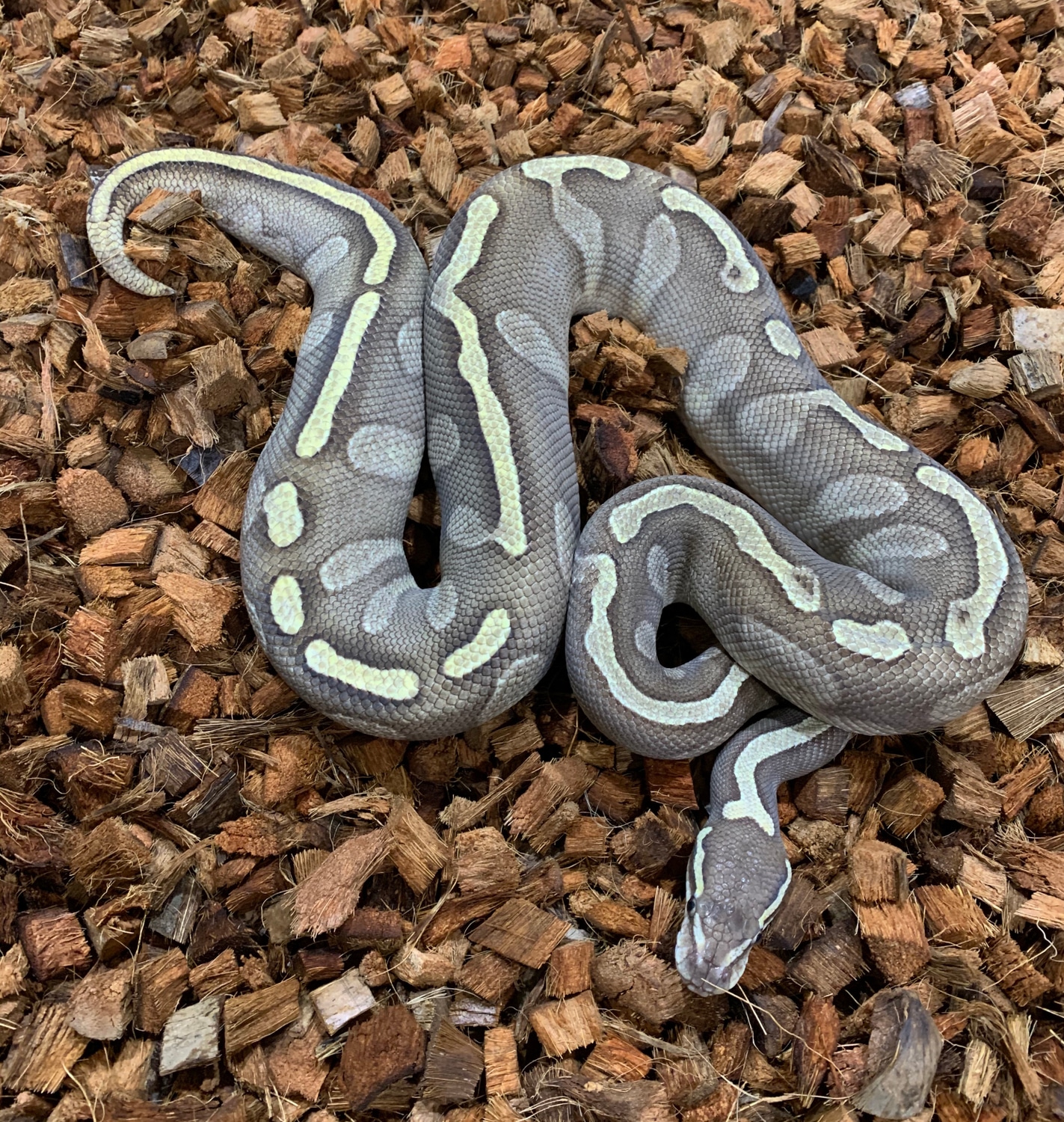 Ghi Lesser Phantom 100% Het Pied Ball Python by Freedom Breeder ...