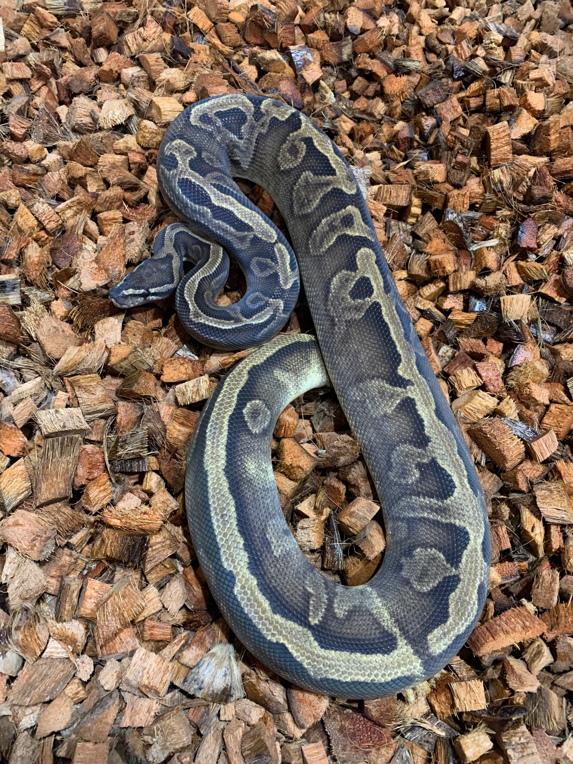 Ghi Pied Ball Python by Freedom Breeder MorphMarket