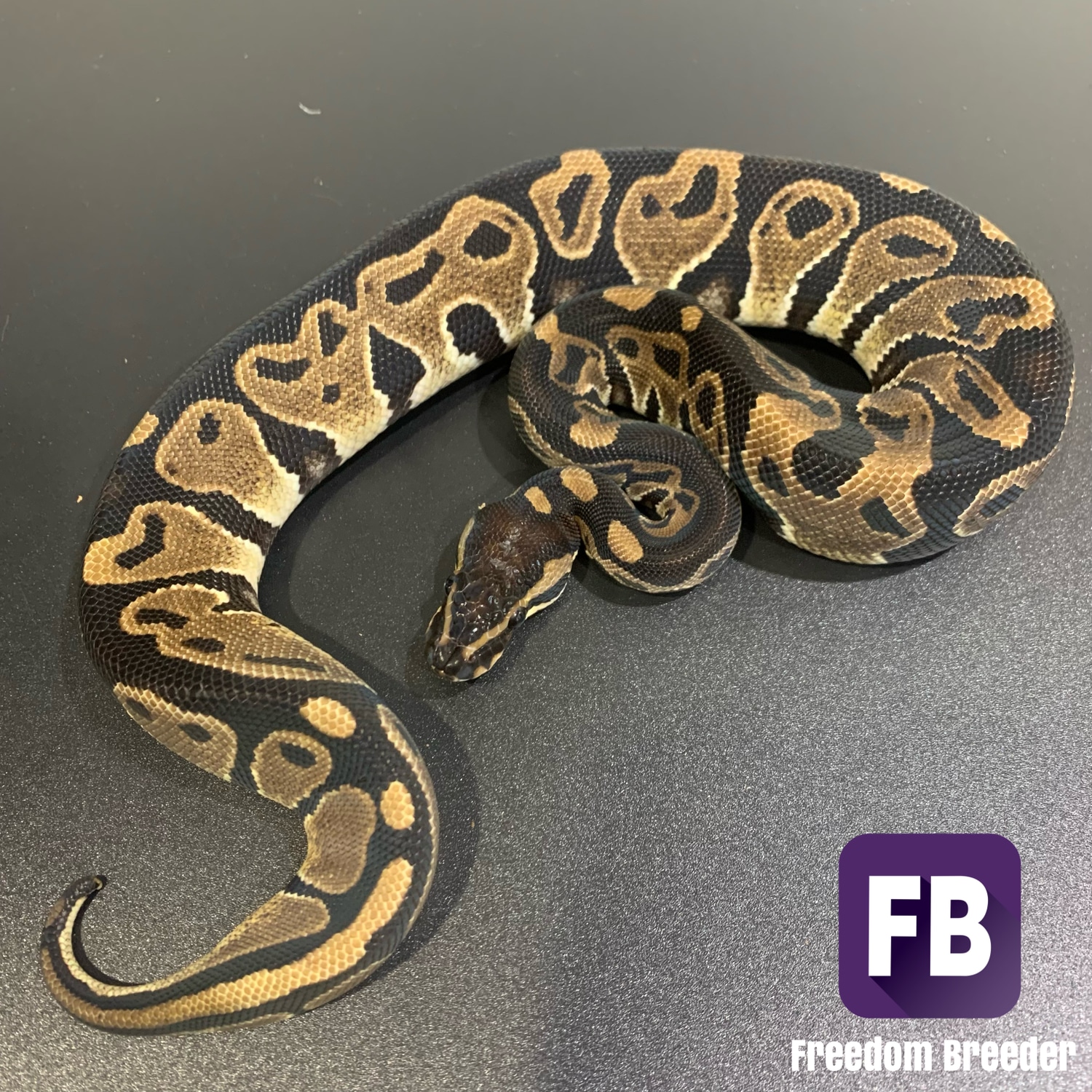 Blitz Ball Python by Freedom Breeder - MorphMarket
