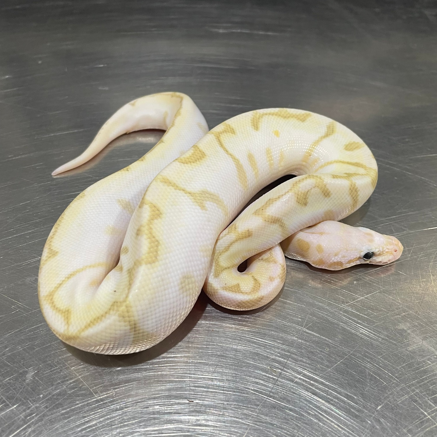 Super Pastel Spider Bamboo Pos Bongo Ball Python by Freedom Breeder ...