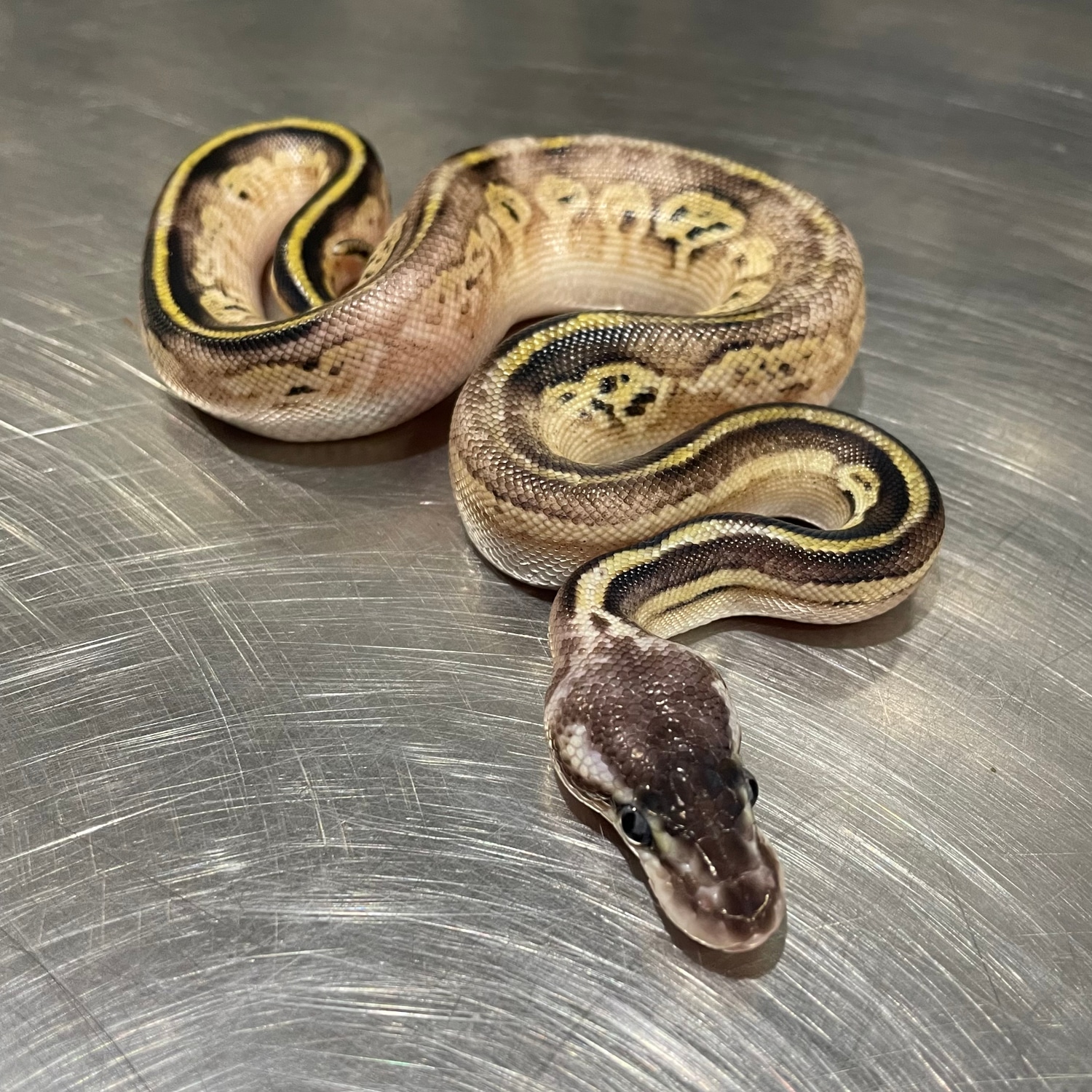 Super Pastel Bongo Ball Python by Freedom Breeder MorphMarket