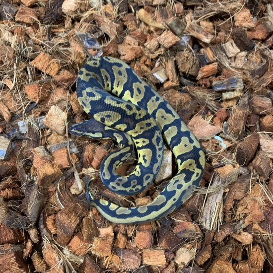 Pastel Acid Ball Python by Freedom Breeder