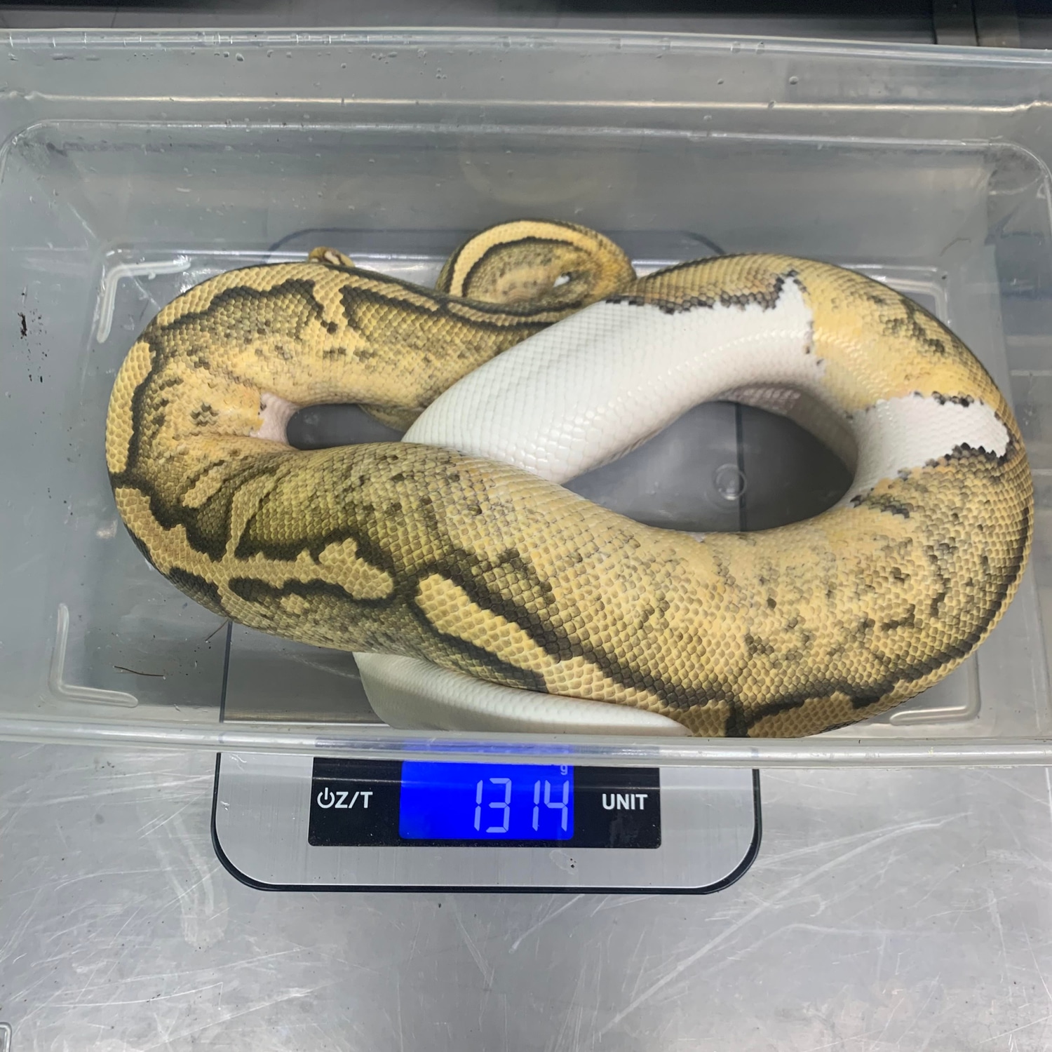 Pastel Hypo Pied Ball Python by Freedom Breeder - MorphMarket