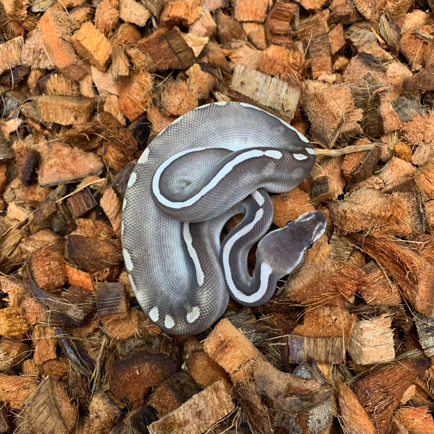 GHI Cinnamon Lesser Pos. YB Ball Python by Freedom Breeder - MorphMarket