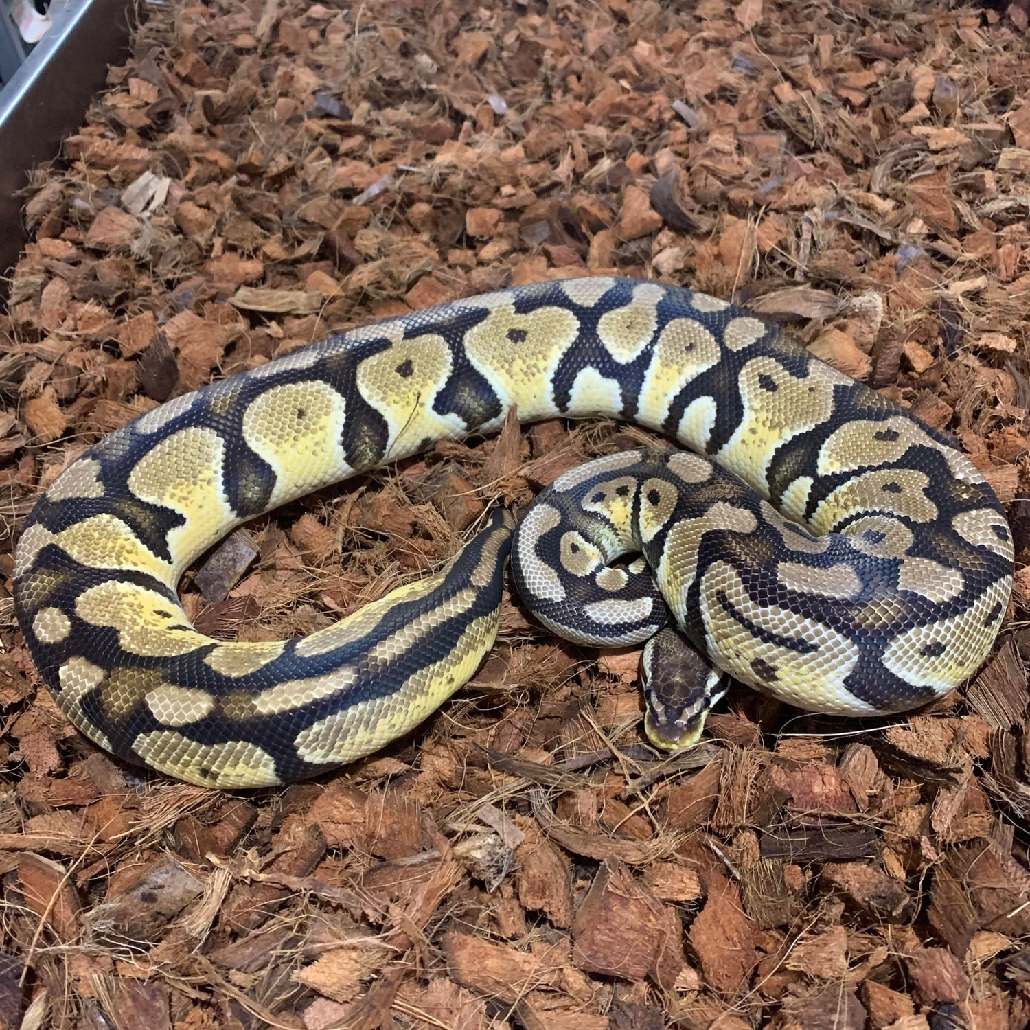 Pastel Arroyo Ball Python by Freedom Breeder - MorphMarket