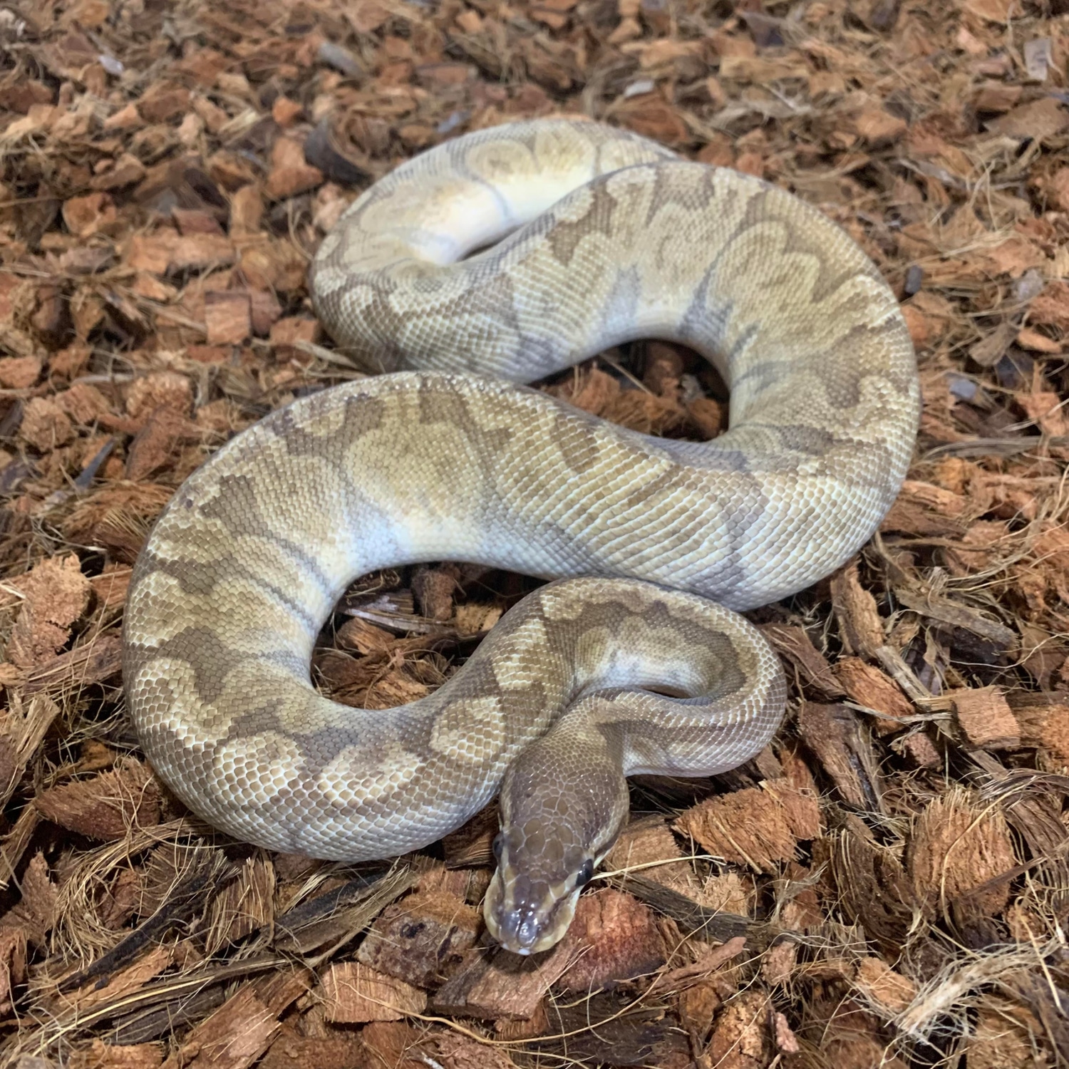 Sunset Ball Python by Freedom Breeder - MorphMarket