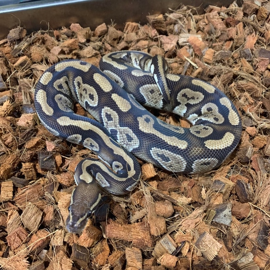 royal python or ball python python regius Images... Super Quake Het Blacklace Pos. Mystic Ball Python by Freedom Breeder