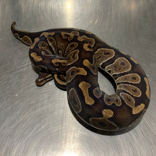 Raven Ball Python by Freedom Breeder