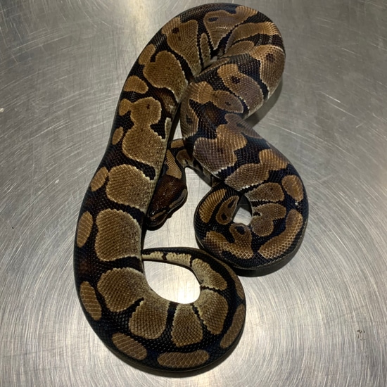 Banded Dinker Ball Python by Freedom Breeder