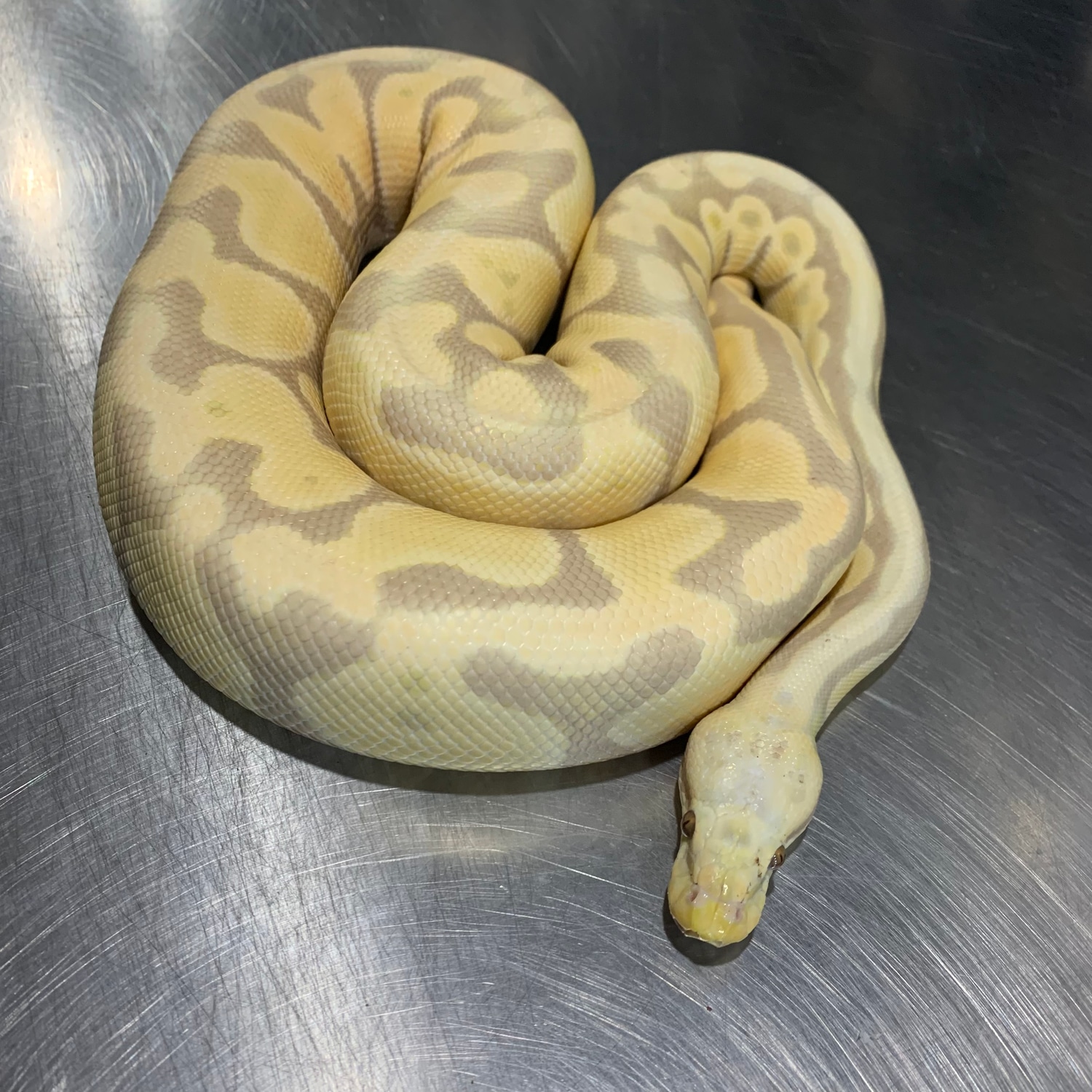 Pastel Candy Ball Python by Freedom Breeder - MorphMarket