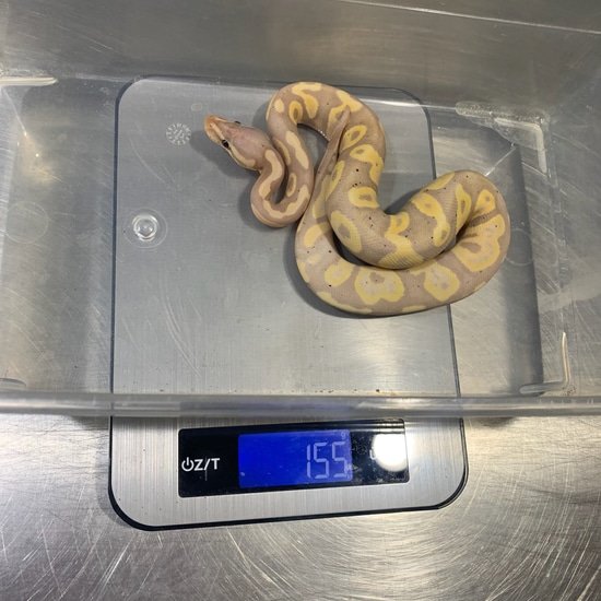 Banana Raven Ball Python by Freedom Breeder