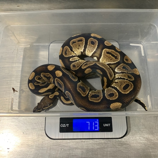 Raven Het Albino Ball Python by Freedom Breeder