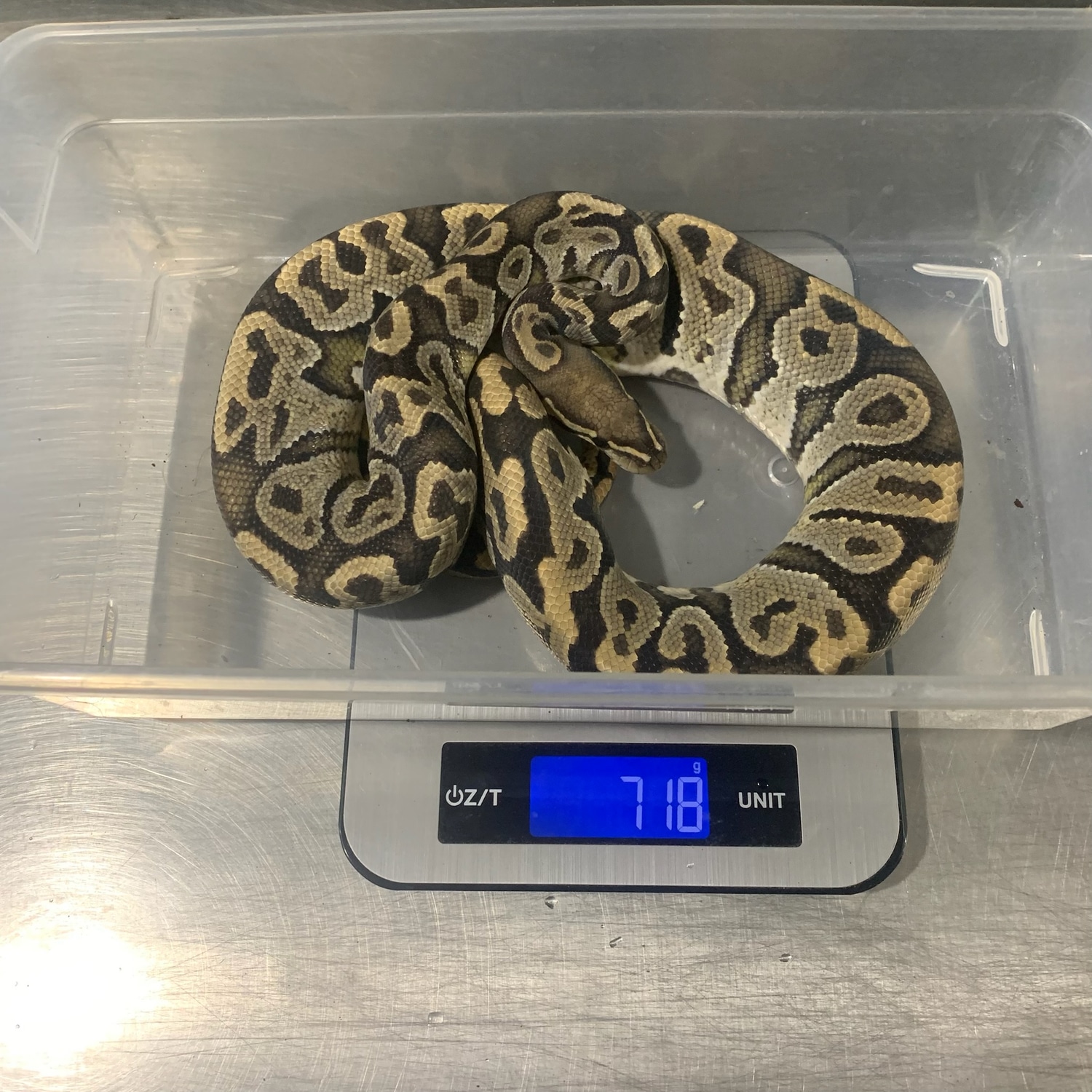 Ghost Het Black Axanthic Ball Python by Freedom Breeder - MorphMarket