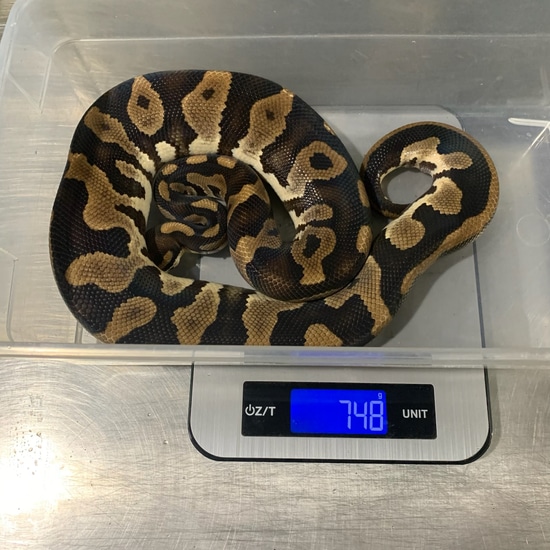 Raven Leopard Ball Python by Freedom Breeder
