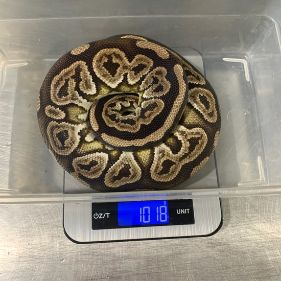 black pastel bongo ball python by freedom breeder -... Black Pastel Het Albino Pos. Spark Ball Python by Freedom Breeder