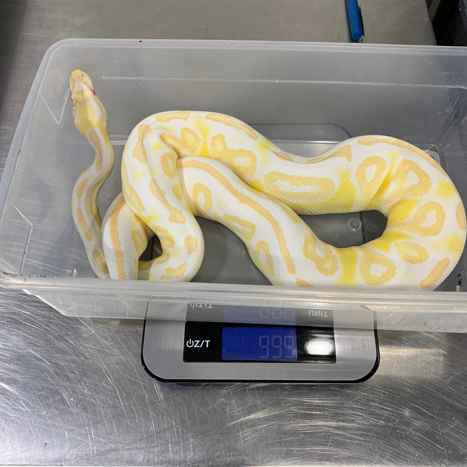Black Pastel Raven Albino Ball Python by Freedom Breeder - MorphMarket
