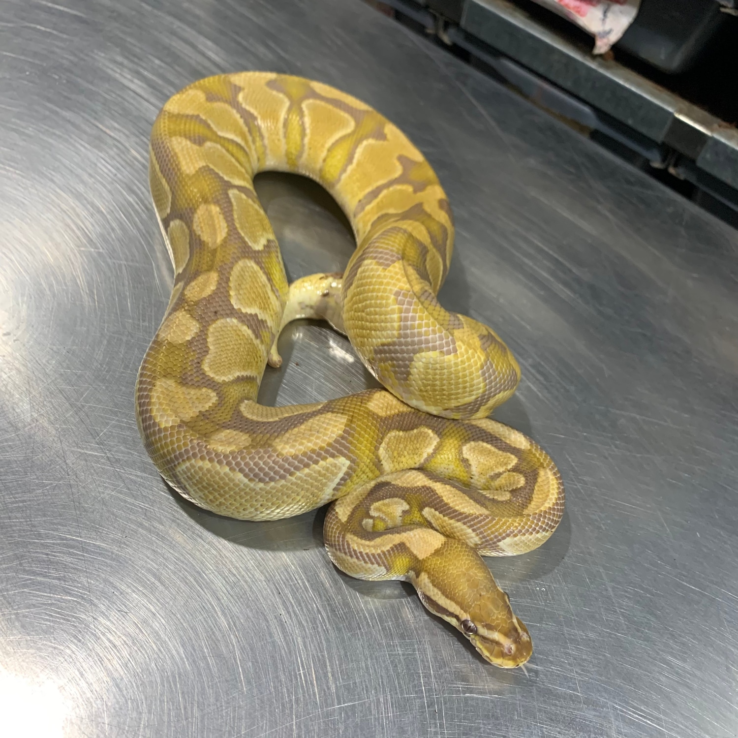 Caramel Albino Het Pied Ball Python by Freedom Breeder - MorphMarket