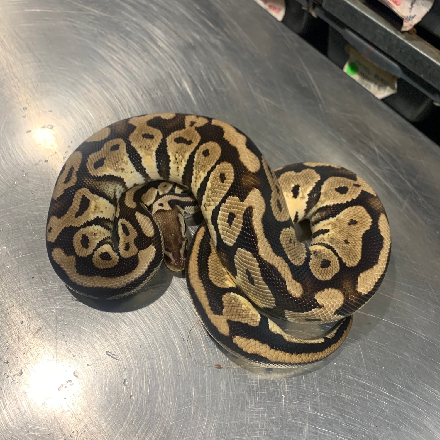 Pastel Quake Het Candy Ball Python by Freedom Breeder - MorphMarket