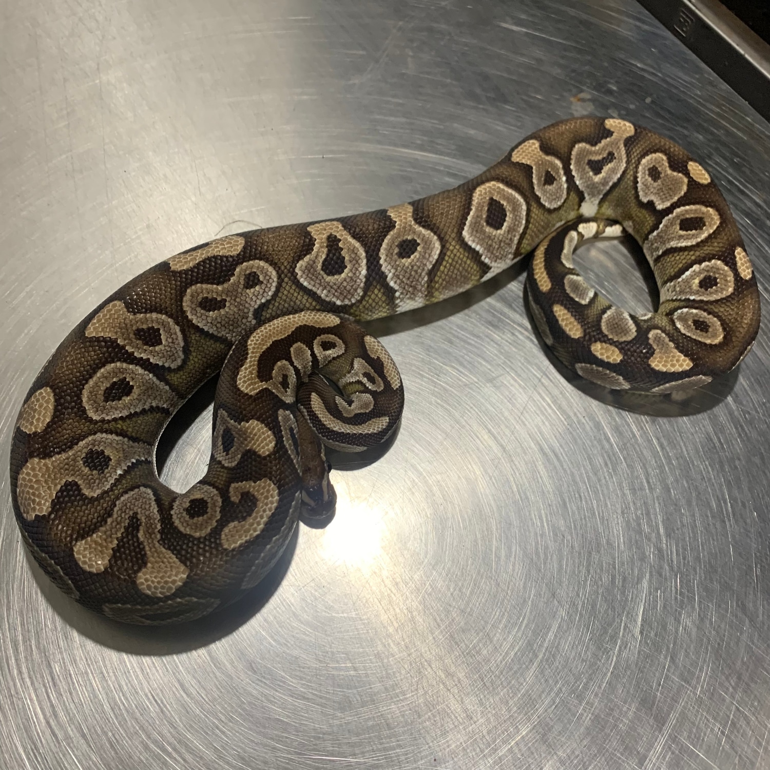 royal python or ball python python regius Images... Mojave Scaleless Head Ball Python by Freedom Breeder - MorphMarket