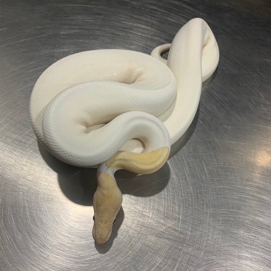 Pastave Coral Glow Pied Pos. Yellow Belly Ball Python by Freedom Breeder