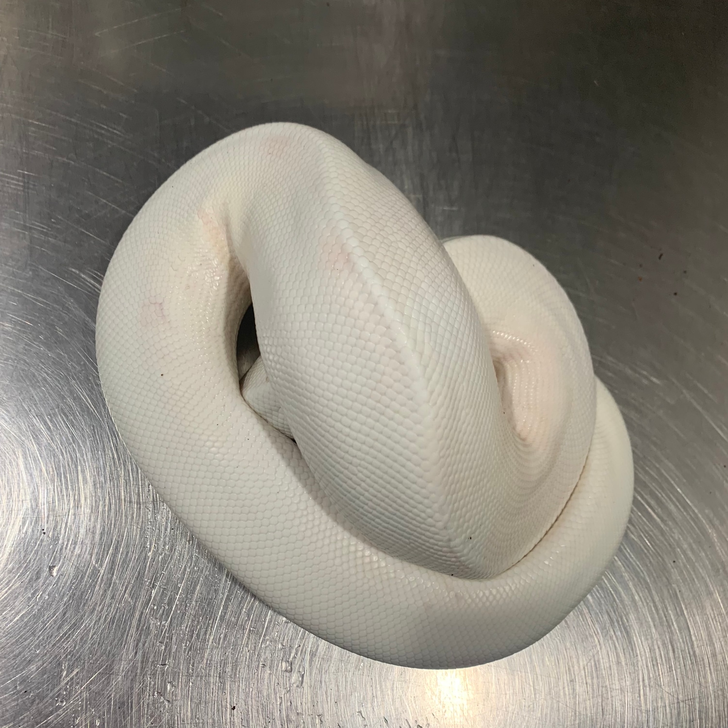 Mojave Russo Scaleless Head Ball Python by Freedom Breeder - MorphMarket