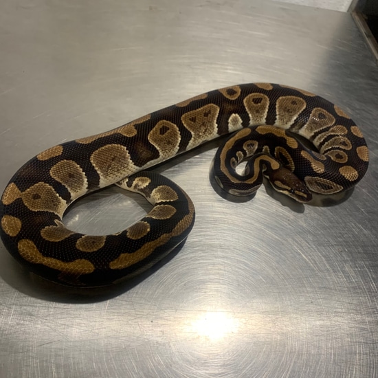 Raven Ball Python by Freedom Breeder