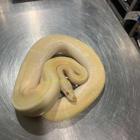 Spider Albino Pos. Raven Ball Python by Freedom Breeder
